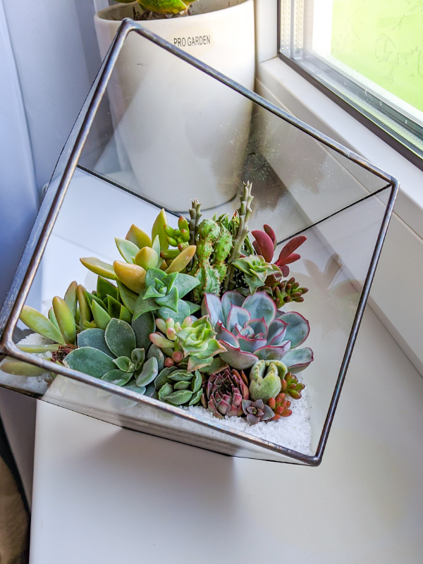 Terrariums and the Answers to Indoor Plant Care