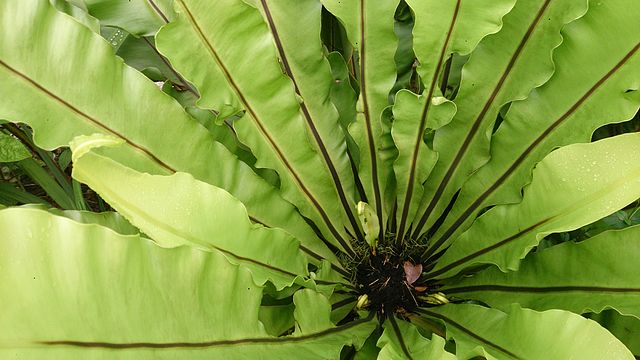 Bird Nest Fern as an Indoor Plant - Everything You Need to Know