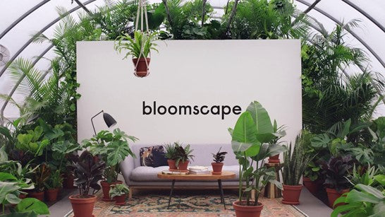 The Top 5 Online Plant Delivery Services in 2021 - Soltech