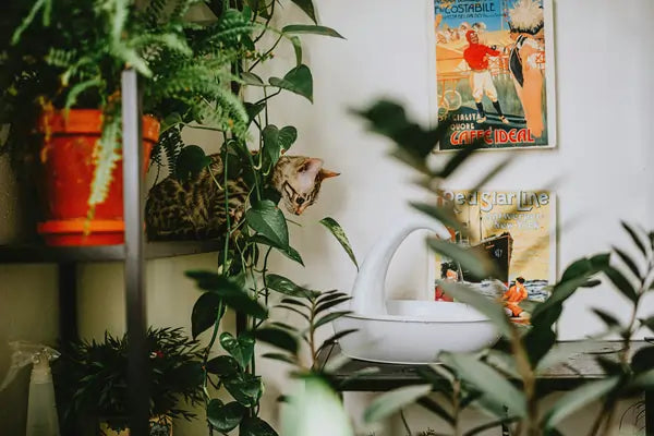 15 Pet Safe Houseplants For Homes With Cats And Dogs - Soltech