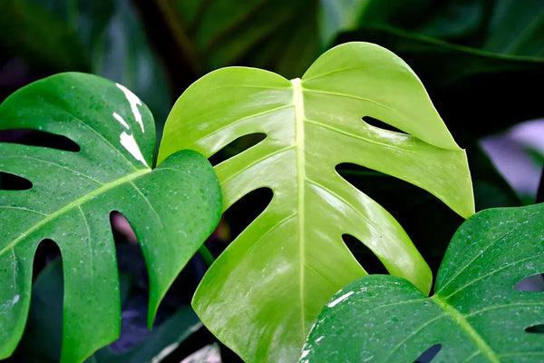 Guide complet d'entretien du Monstera : Conseils essentiels pour la pl -  Soltech