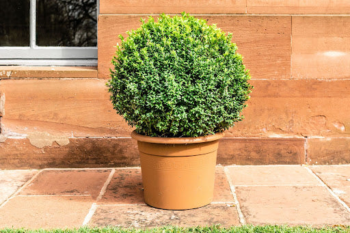Top 5 Outdoor Plants That Will Happily Grow Anywhere - Soltech