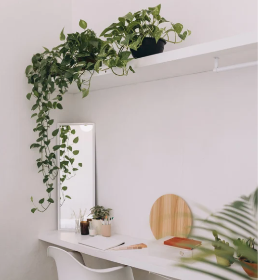 Picture of Minimalist Interior Design Plants