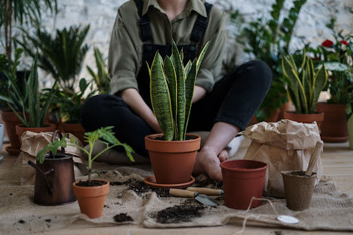 The three Important Steps to Repotting Your Houseplants Safely