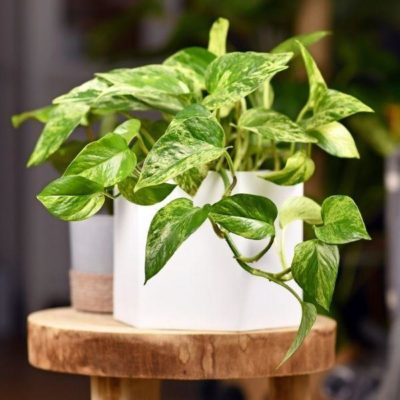 Pothos Plant Varieties and Care