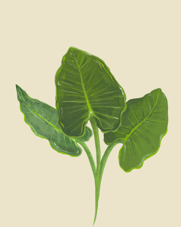 Elephant Ear Plant Care How to Grow Alocasia Calidora Soltech