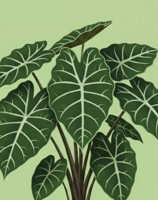 Alocasia Dragon Scale Plant Care - How to Grow Alocasia baginda