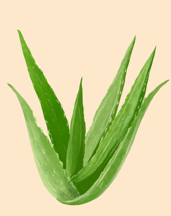 meaning of aloe vera plant Aloe Plant Care - How to Grow Aloe Vera