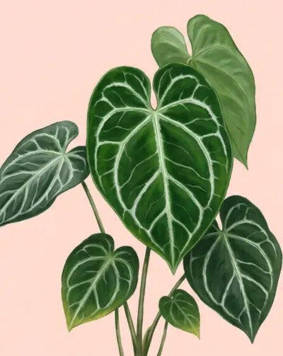 Anthurium Crystallinum Plant Care - How to Grow Anthurium
