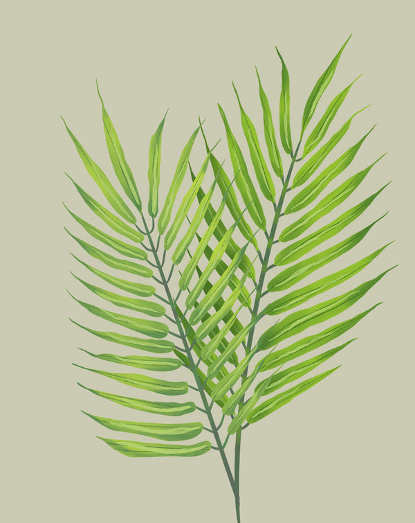 areca palm plant care Areca Palm Plant Care - How to Grow Dypsis lutescens