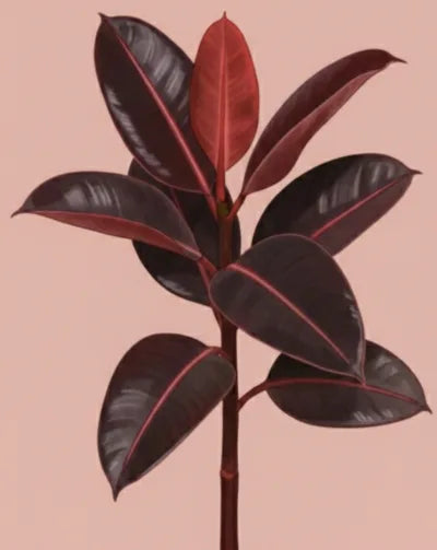 Burgundy Rubber Plant Care - How to Grow: Ficus elastica 'Burgundy'