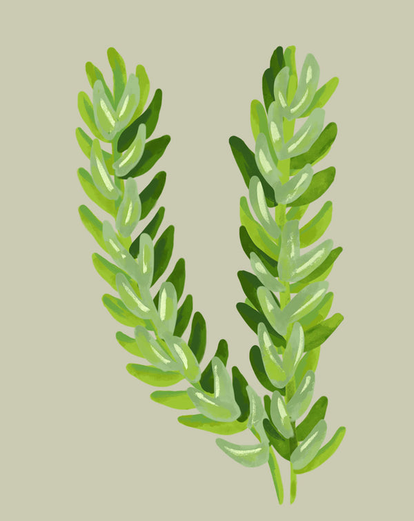 Burro's Tail Plant Care How to Grow Sedum 'Burrito' Soltech