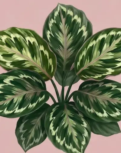 Calathea 'Flamestar' Plant Care - How to Grow Goeppertia veitchiana