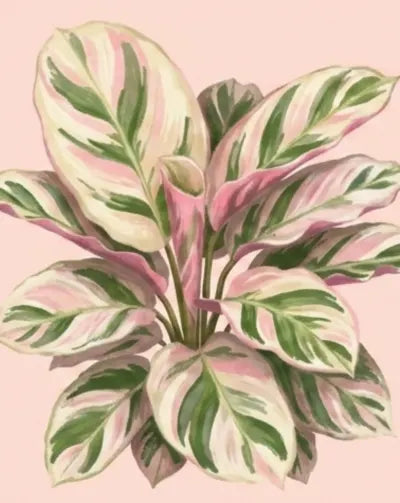 painted prayer plant Calathea 'Pink Aurora' Plant Care - How to Grow Goeppertia loeseneri x roseopicta