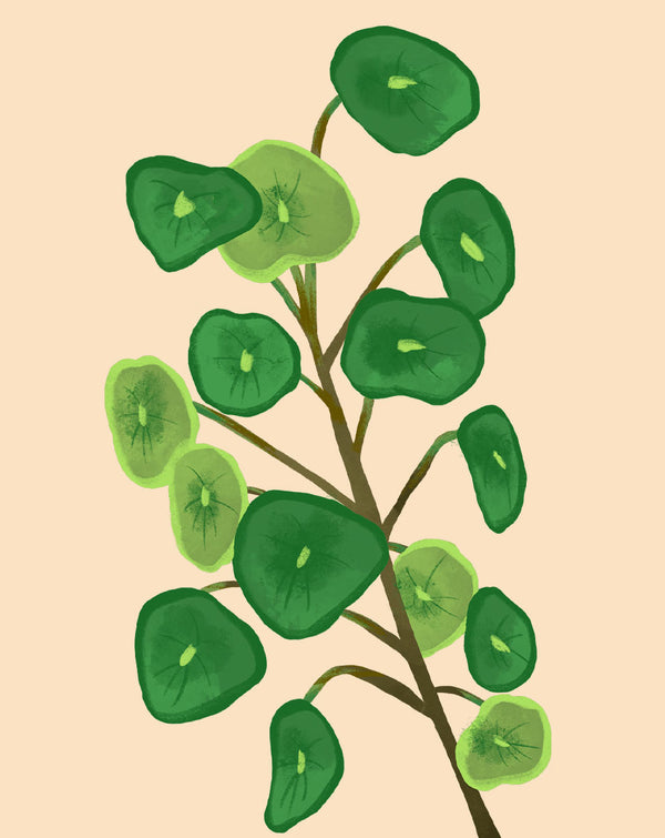 chinese money plant light Chinese Money Plant