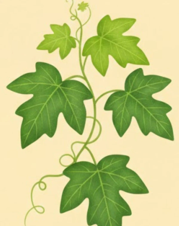 Grape Ivy Plant Care - How to Grow Cissus Rhombifolia