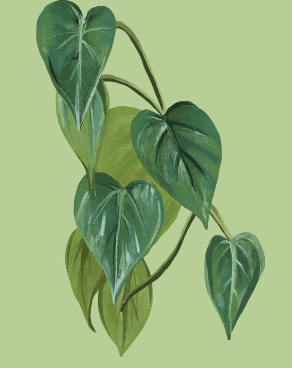 how to repot philodendron that's attached to my wall Heartleaf Philodendron Plant Care Guide - How to Grow Philodendron Hederaceum