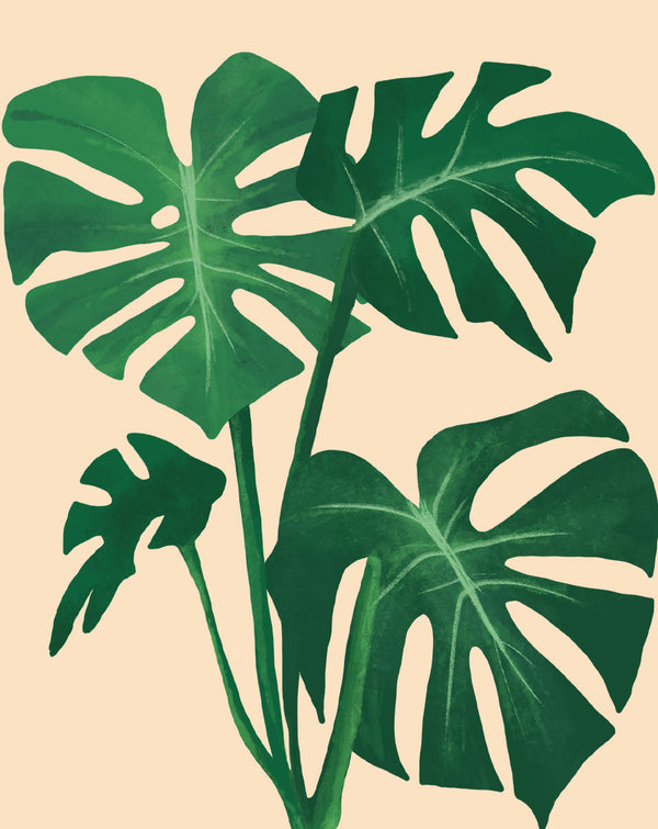 Monstera Plant Care - How to Grow Monstera deliciosa