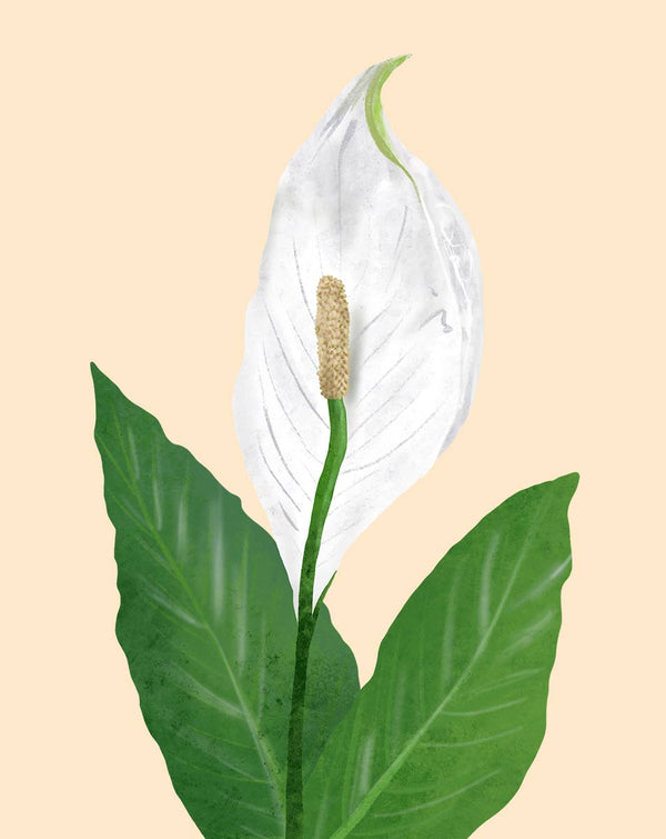 Peace Lily Plant Care - How to Grow Spathiphyllum wallisii - Soltech