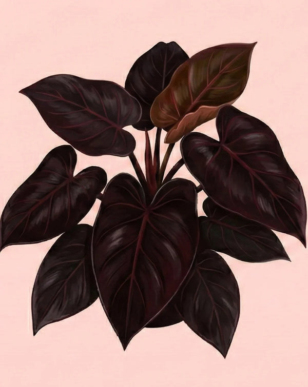 Black Cardinal Philodendron Plant Care - How to Grow Philodendron  erubescens 'Black Cardinal'