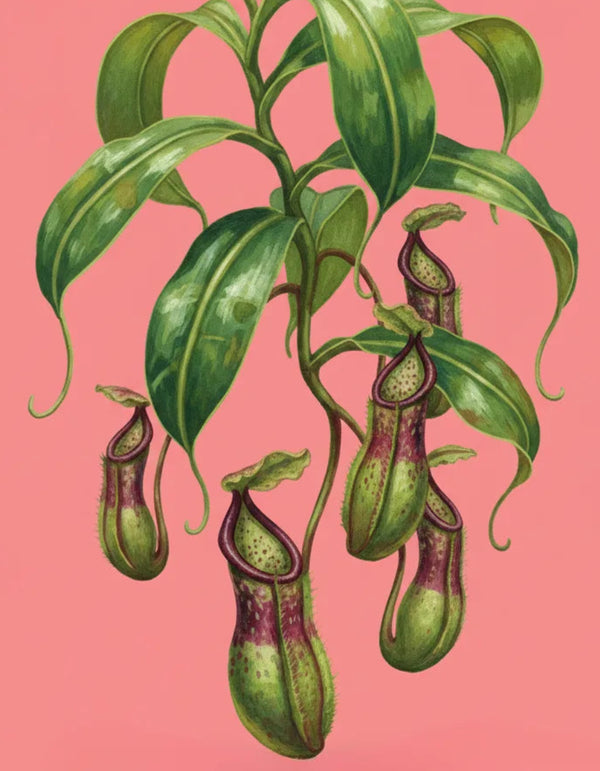 best indoor pitcher plants Pitcher Plant Care - How to Grow: Nepenthes and Sarracenia