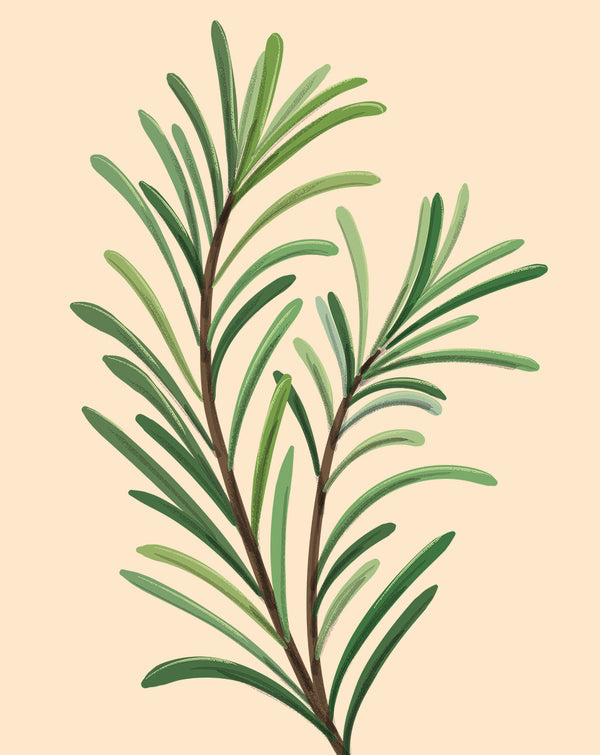 Rosemary Plant Care - How to Grow Rosmarinus officinalis