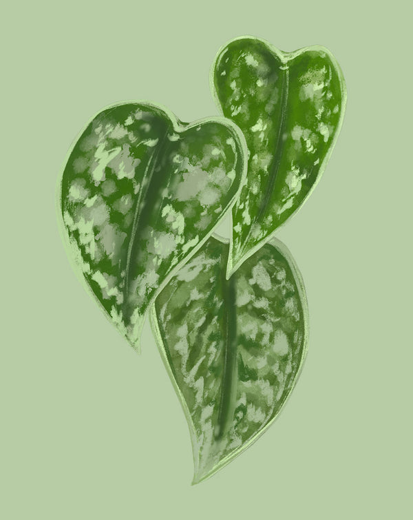 Satin Pothos Plant Care - How to Grow Scindapsus pictus 'Argyraeus'