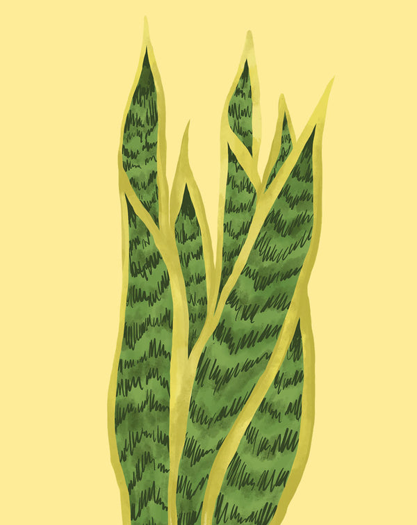 sansevieria light requirements Snake Plant Care - How to Grow Dracaena trifasciata