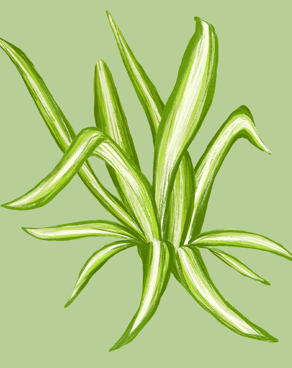 Spider Plant Care - How to Grow Chlorophytum comosum