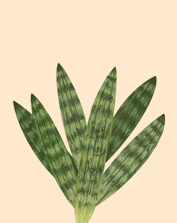 6 starfish snake plant Starfish Snake Plant Care - How to Grow Sansevieria Boncel