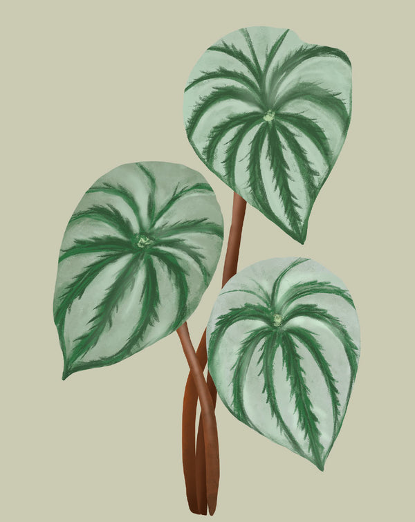 Watermelon Peperomia Plant Care Guide - How to Grow Peperomia Argyreia