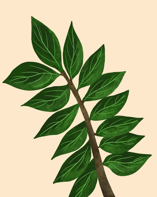 ZZ Plant Care How to Grow Zamioculcas zamifolia Soltech