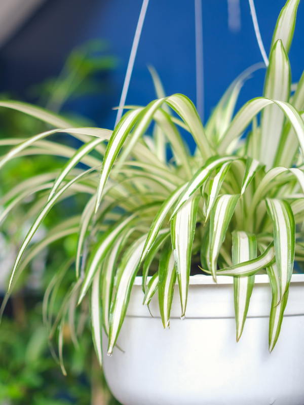 Indoor Plant Care Guide: Spider Plants