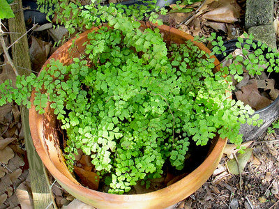 How To Care For A Maidenhair Fern