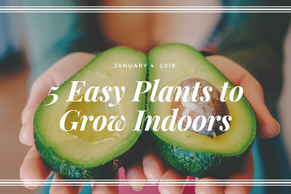 5 Easy Foods To Grow Indoors