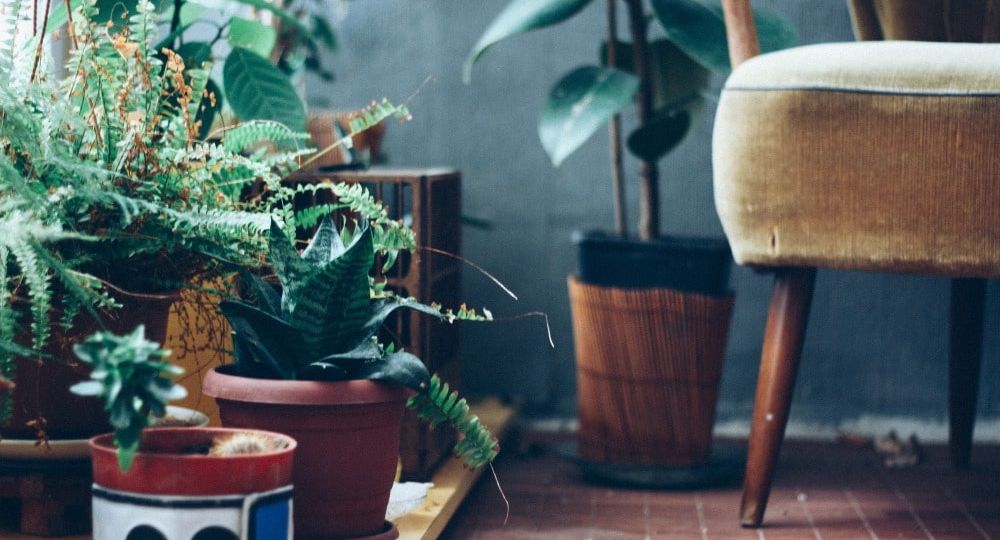 5 Simple Tips for Bringing Your Plants Indoors