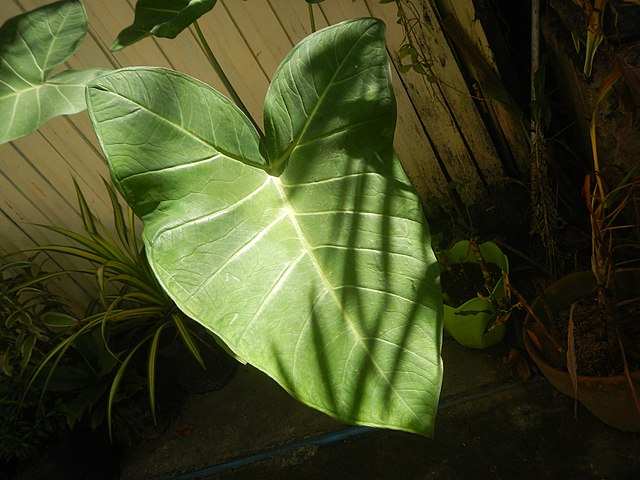 Daily Light Integral (DLI) : How Much Light Do Your Plants Need?