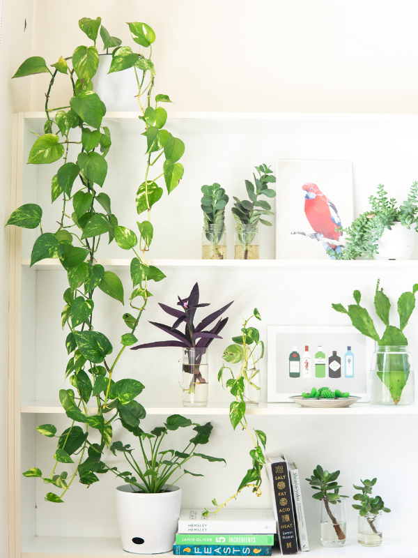 Greening Your Space: the Best Ways to Showcase Plants for Maximum Impact