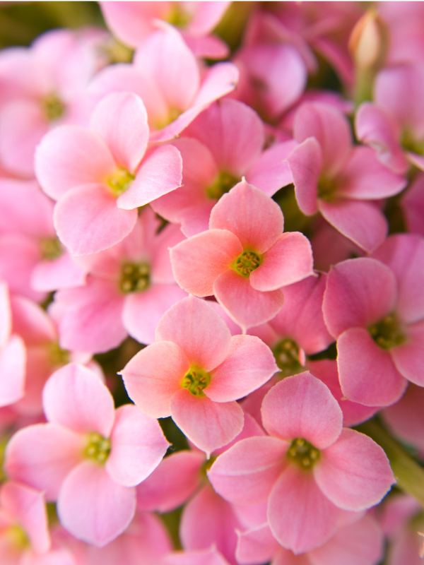 Indoor Plant Care Guide: Kalanchoe