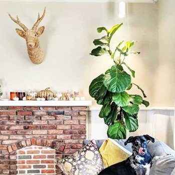 The Ultimate Fiddle Leaf Fig Care Guide: How to Keep Your Ficus Lyrata Thriving