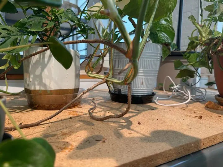 The Essential Guide to Aerial Plant Roots: Understanding and Managing Your Houseplants