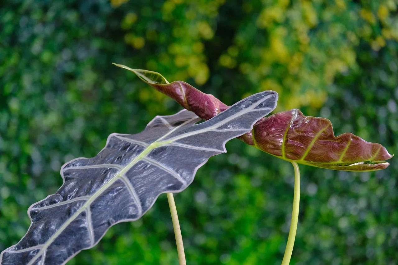 Rare & Trending Houseplants of 2025