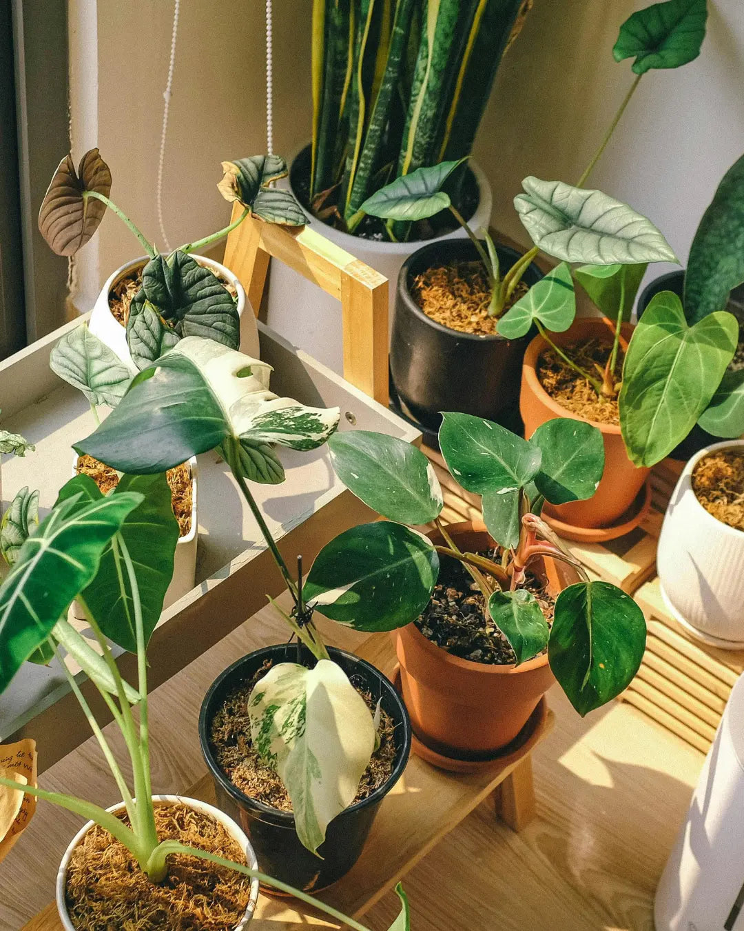 Is Garden Inoculant Toxic Put Indoor Plant?: Safety Insights