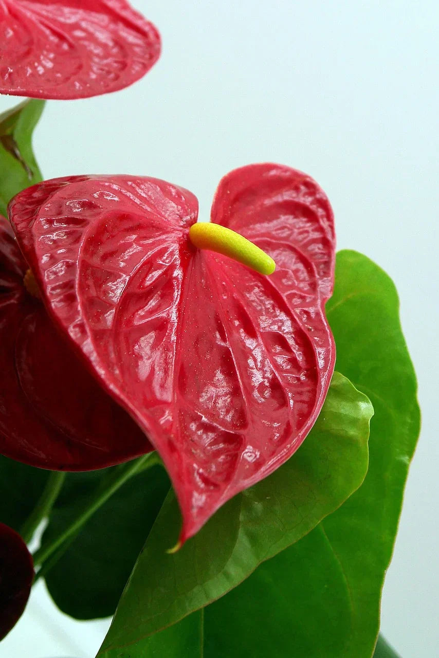 The Ultimate Guide to Anthurium Varieties: From Waxy Blooms to Velvet Leaves