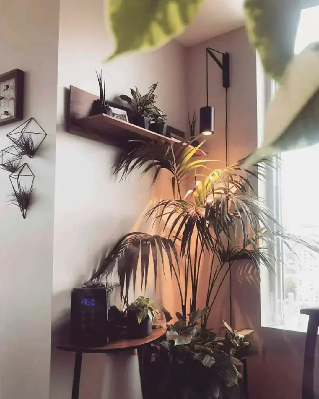 The Renter’s Guide to Grow Lights: No Drilling, No Damage, No Problem