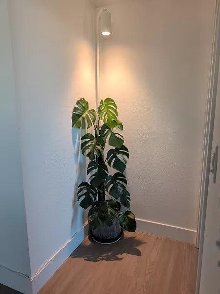 How Do You Design a Room for Plants With No Windows?