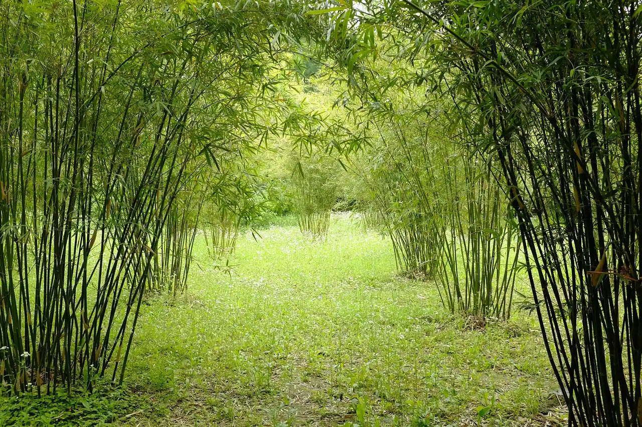 A serene bamboo path with lush green grass and towering bamboo stalks on either side, forming a natural archway. The scene conveys tranquility.