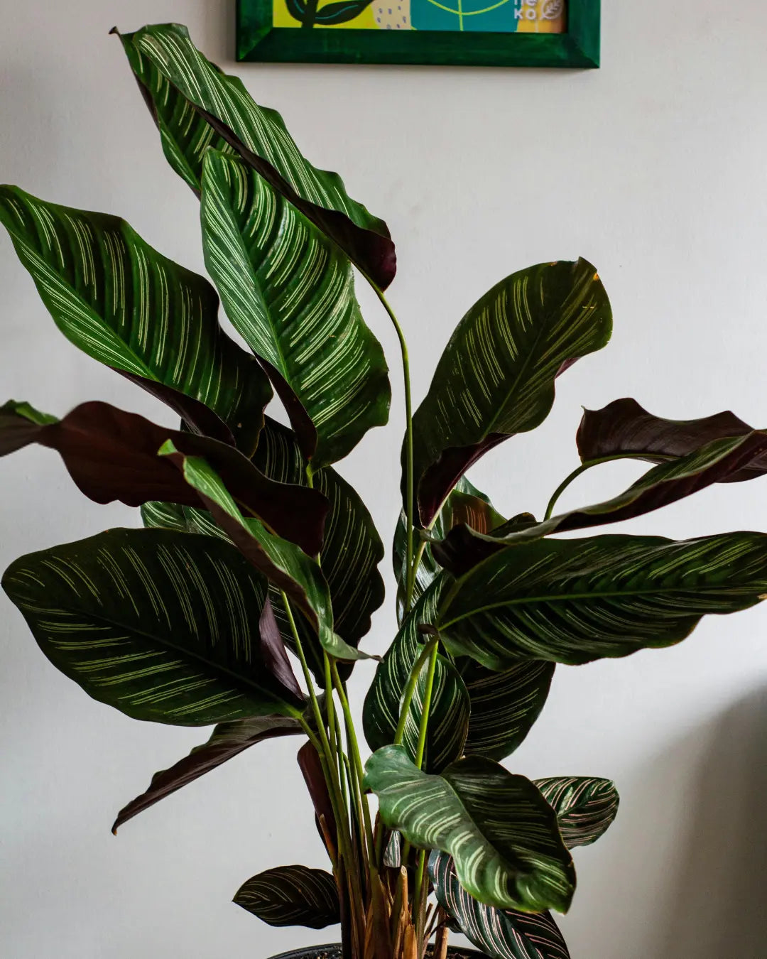 Transform Your Living Room: A Guide to Decorating with Large Houseplants