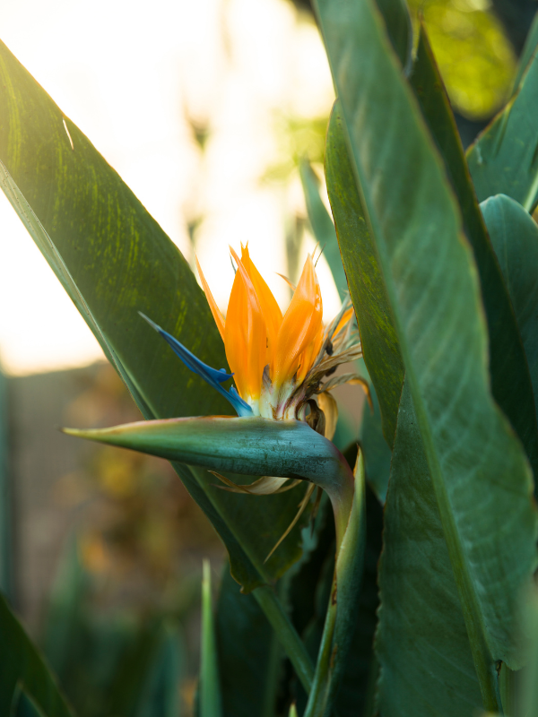 Complete Care Guide for Bird of Paradise Plants