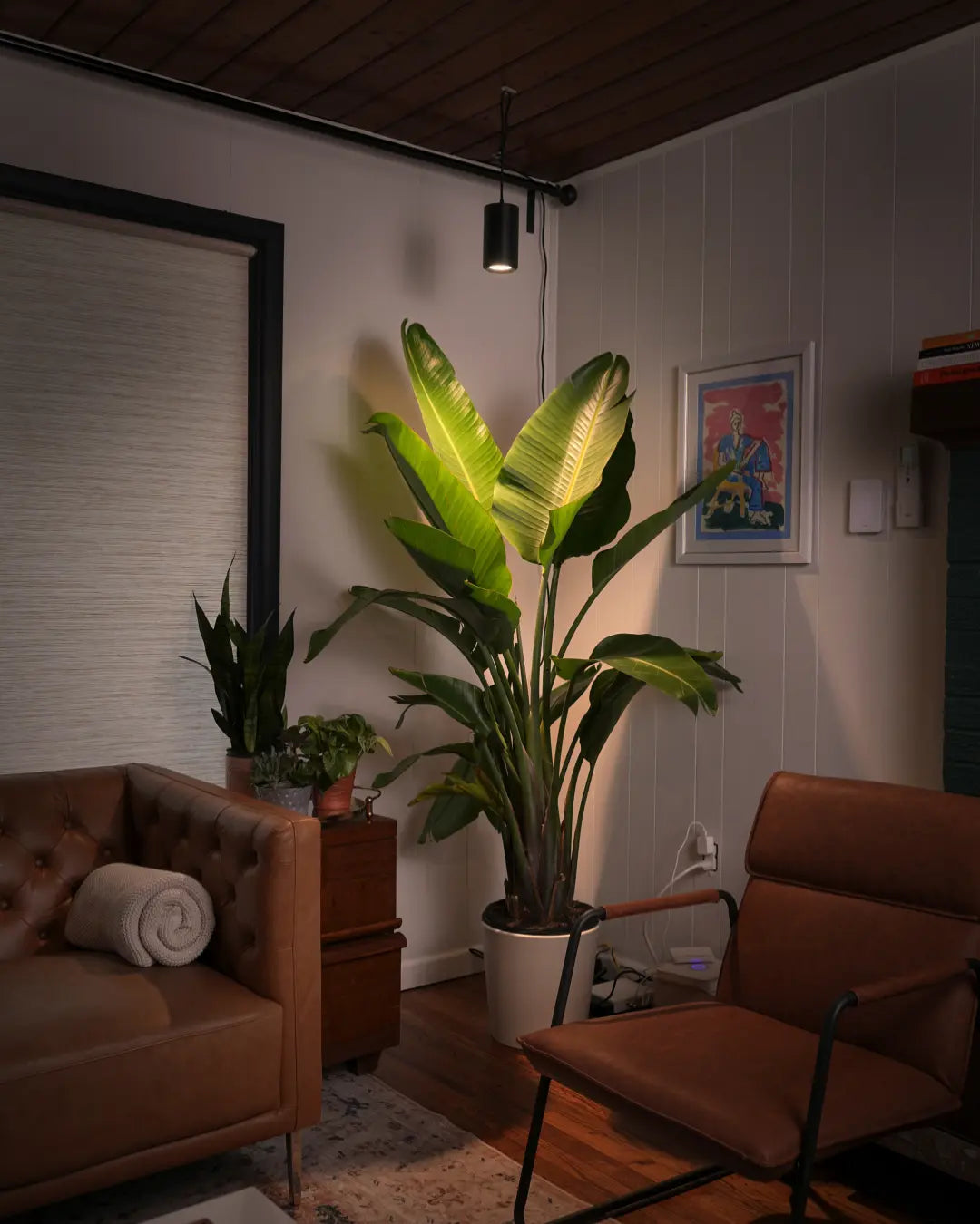 What Are the Best Grow Lights for Different Plants?